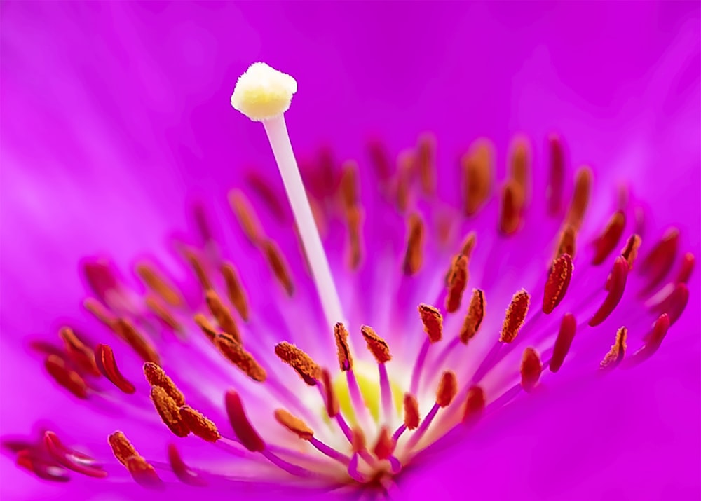 a close up of a purple flower with a white stamen