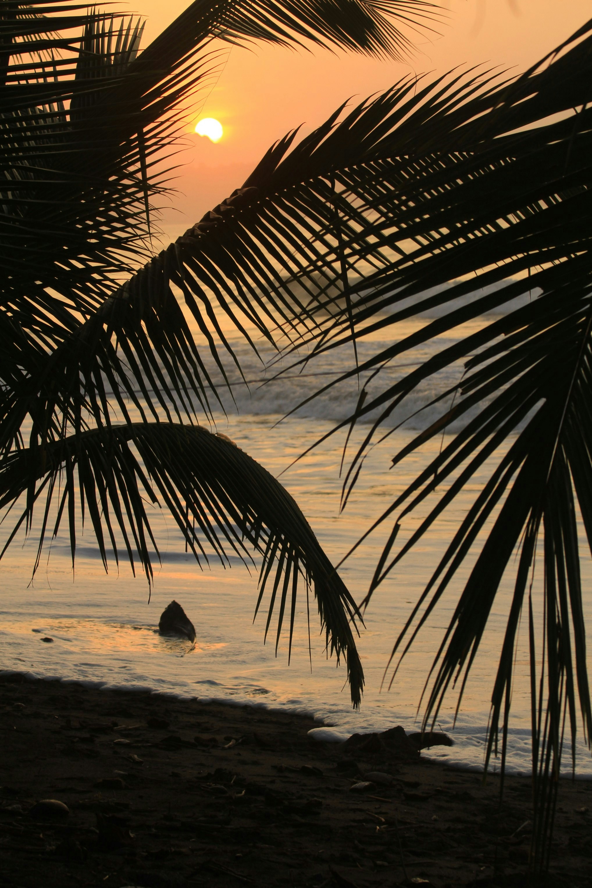 Choose from a curated selection of palm tree photos. Always free on Unsplash.