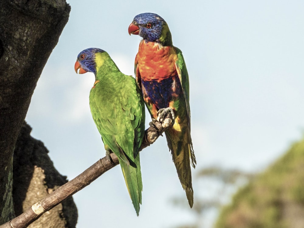 two colorful birds perched on a tree branch