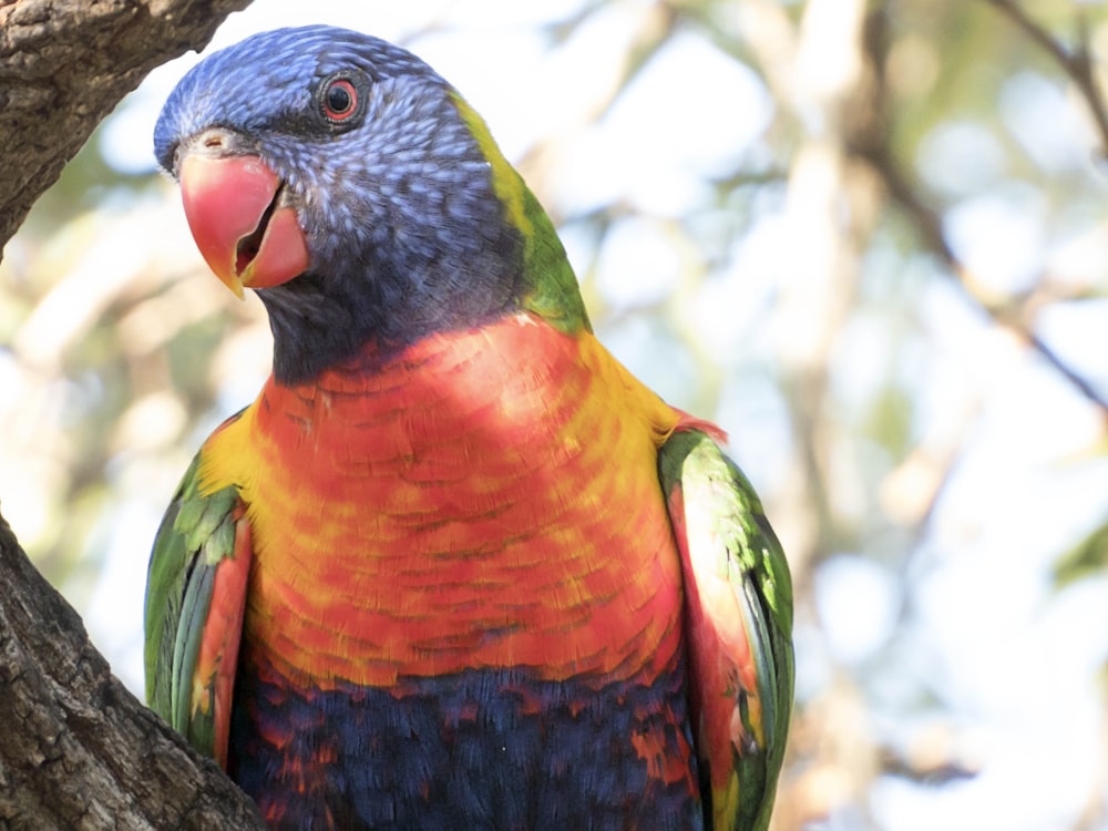 um pássaro colorido empoleirado no topo de um galho de árvore