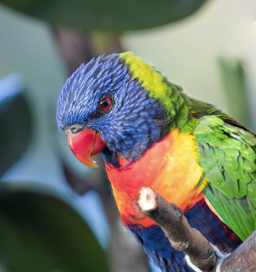 Un oiseau coloré assis au sommet d’une branche d’arbre