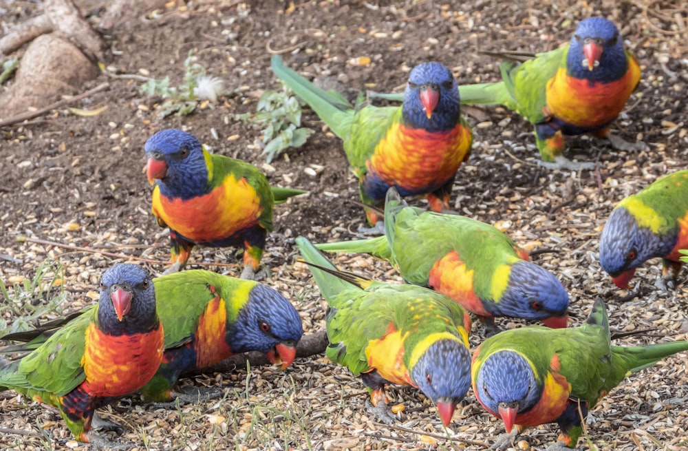 a flock of colorful birds standing on top of a dirt field