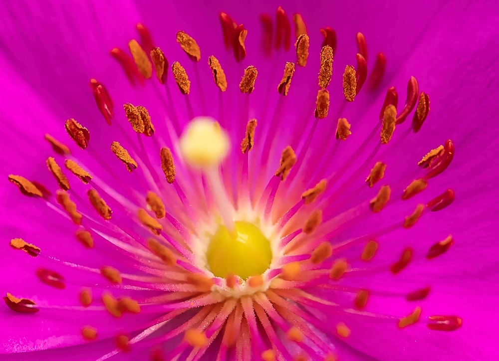 Un primer plano de una flor púrpura con un centro amarillo
