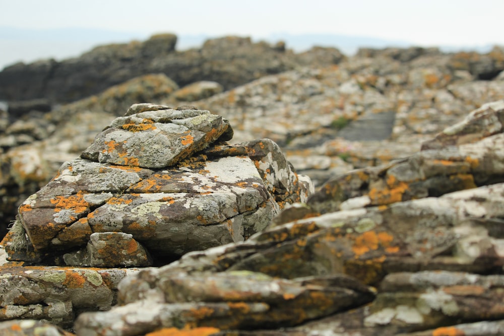 a pile of rocks covered in lichen and moss