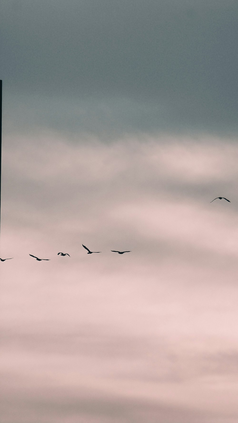 a flock of birds flying through a cloudy sky