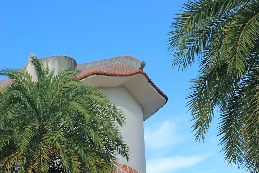 uma palmeira ao lado de um edifício branco alto