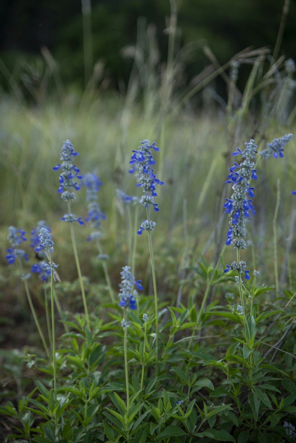 un mazzo di fiori blu che sono nell'erba