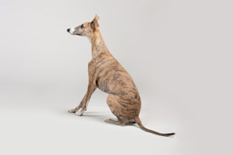 A slender, brindle-patterned dog with a short coat, sitting gracefully against a light background. The dog is gazing attentively to the left, with one ear perked up.