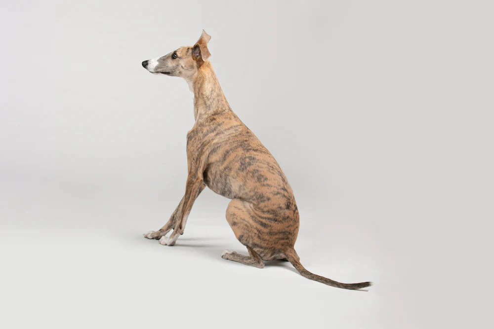 Whippet, photo 5