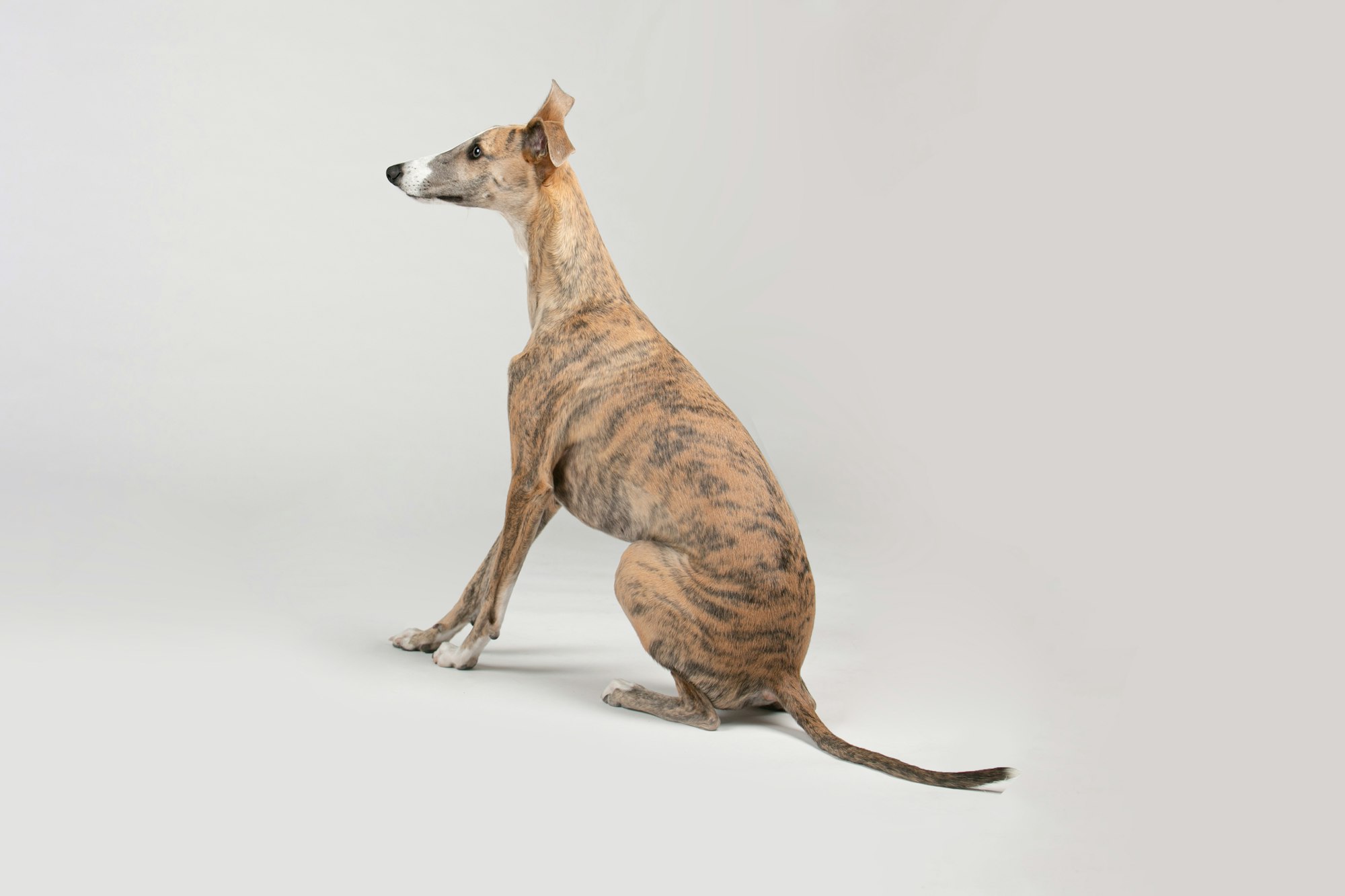 Greyhound