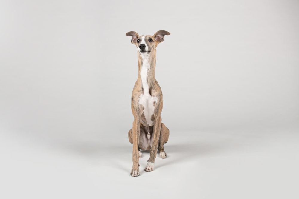 a brown and white dog sitting on top of a white floor