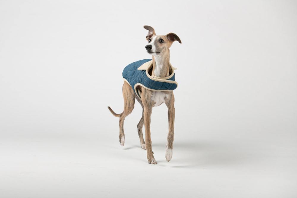 a dog wearing a blue vest and a white background
