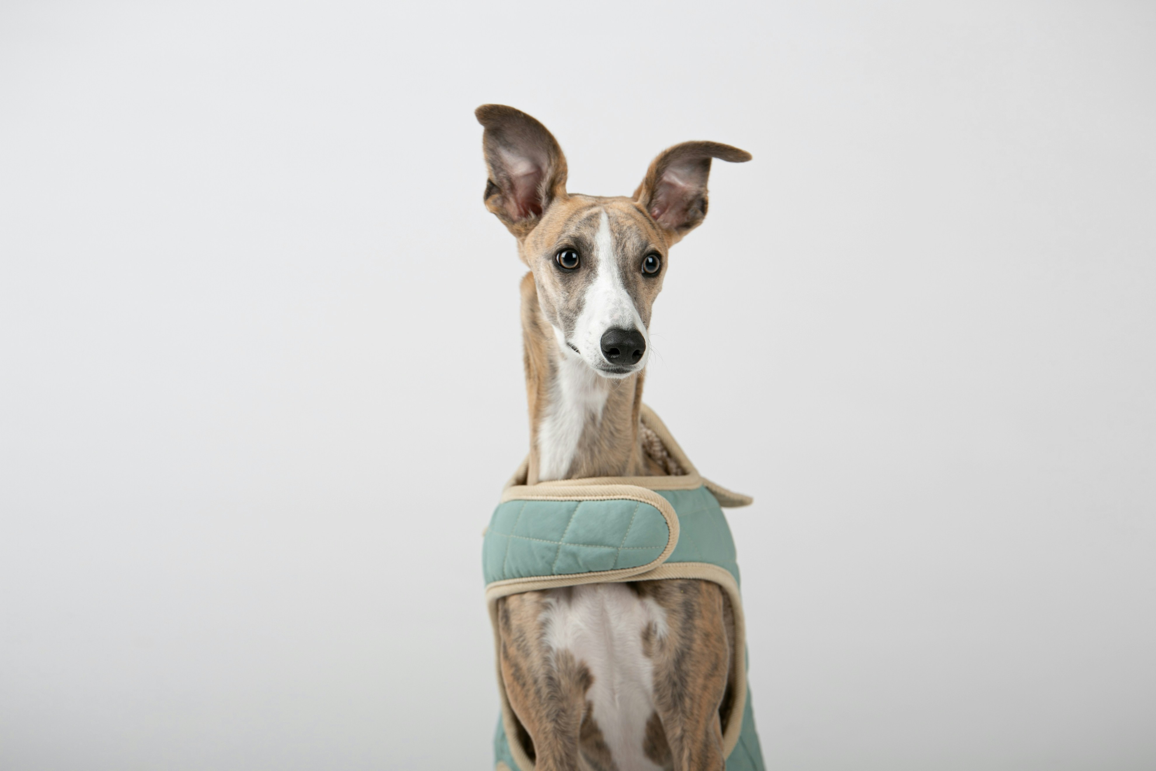 a brown and white dog wearing a green harness