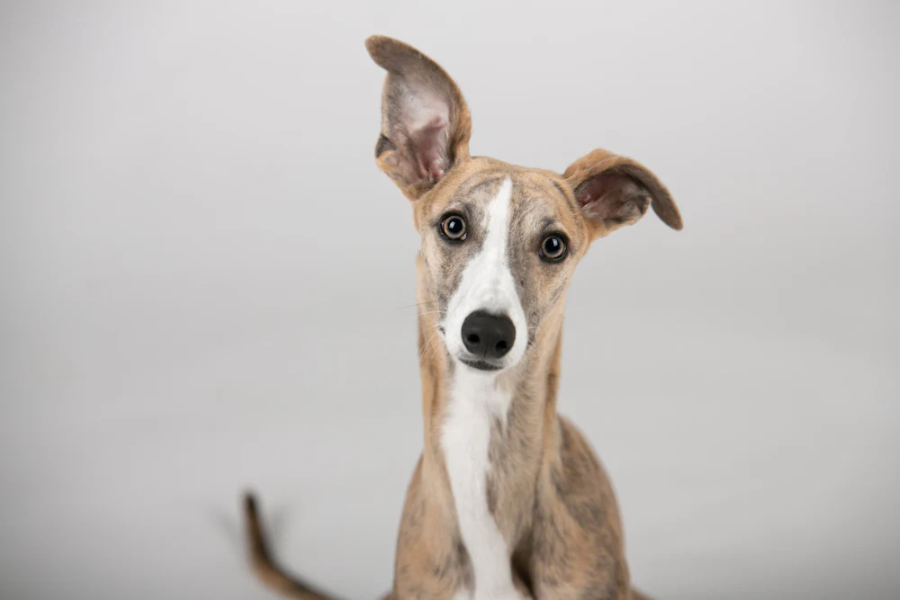Whippet, photo 4