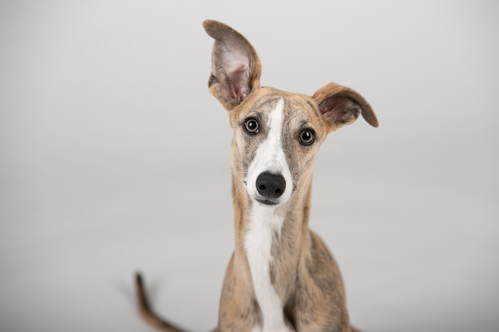 a brown and white dog sitting on top of a white floor