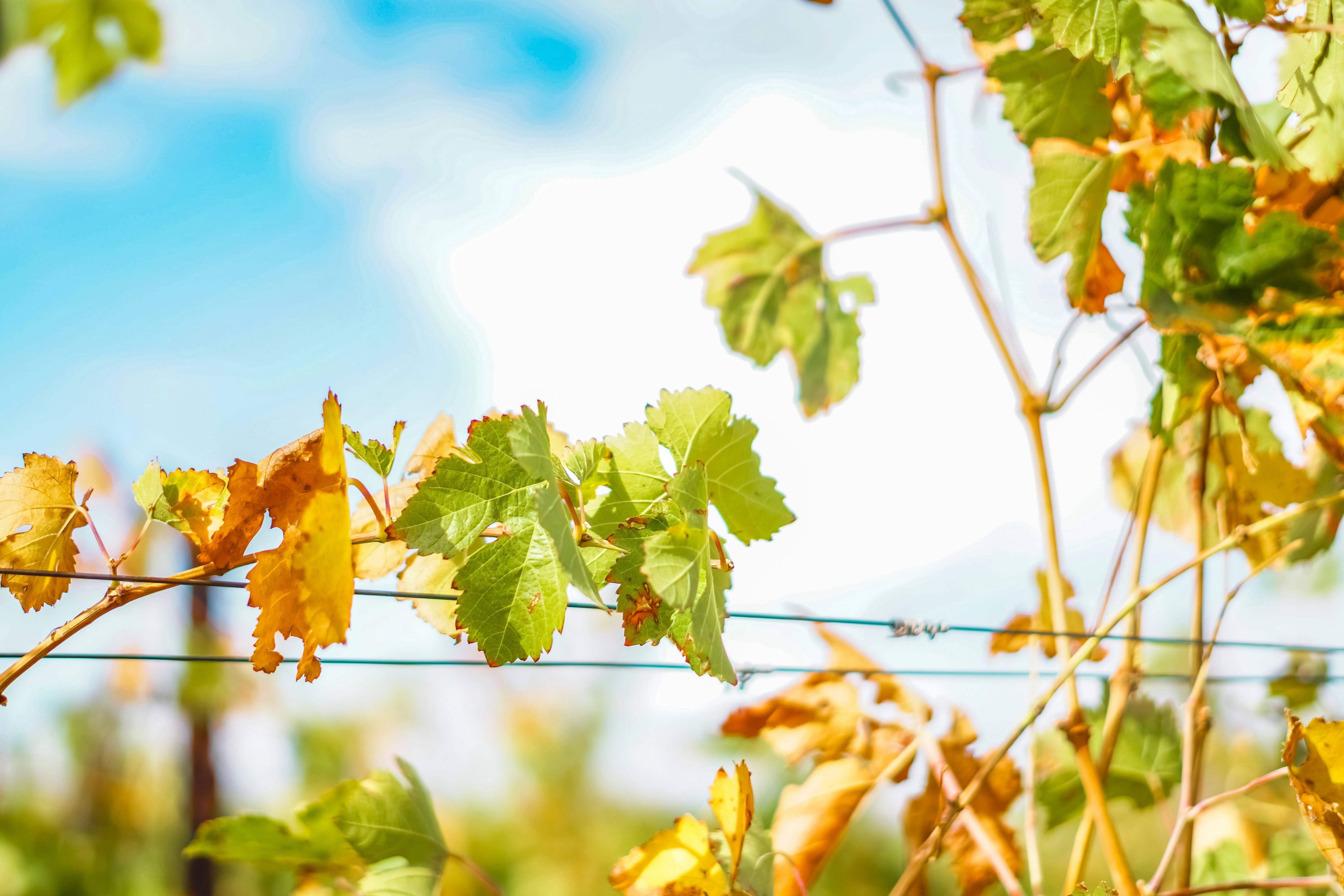 Photo by spencer_demera