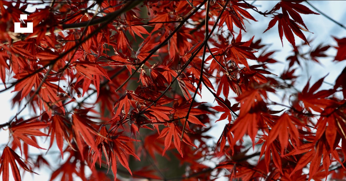 Un arbre avec des feuilles rouges dessus photo – Image gratuite de ...