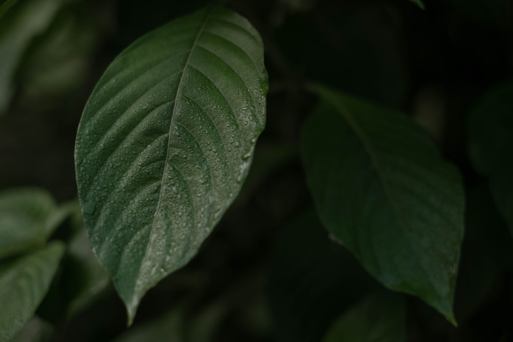 a close up of a green leaf on a tree