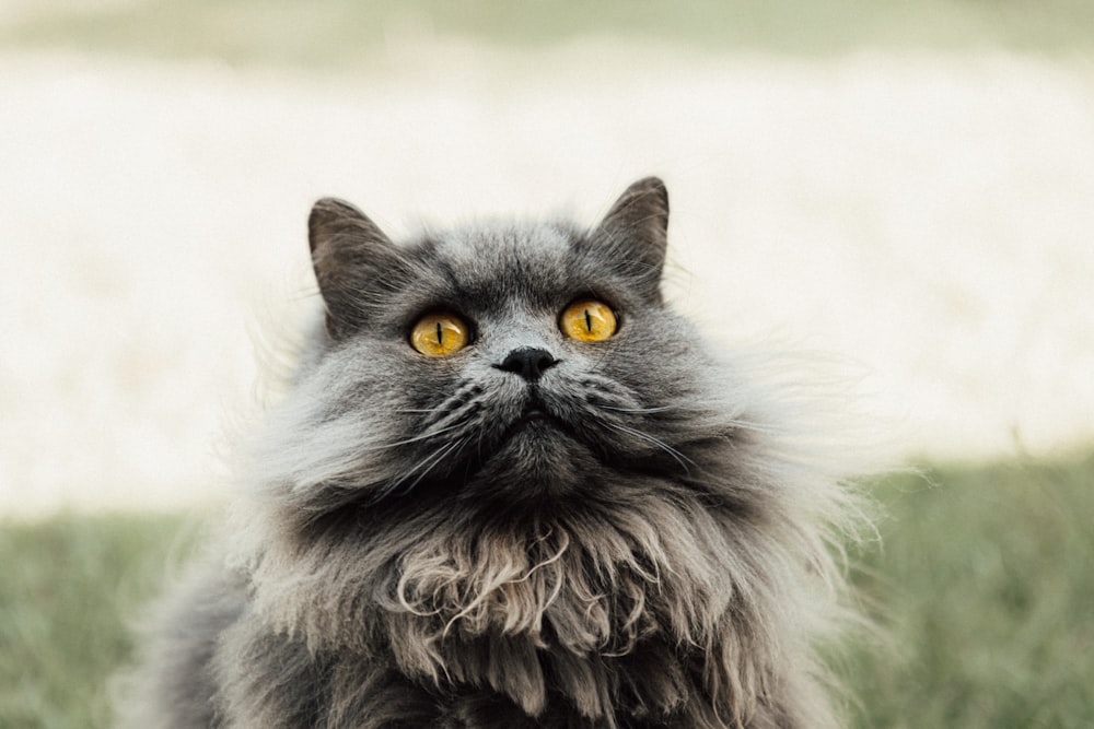 a gray cat with yellow eyes sitting in the grass