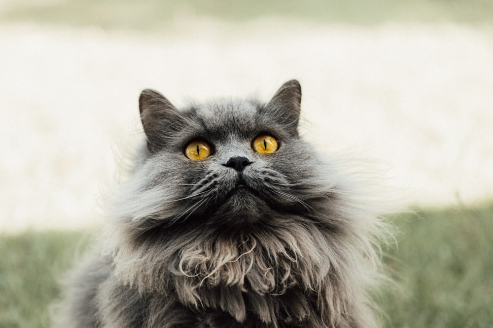 Un gato gris con ojos amarillos sentado en la hierba