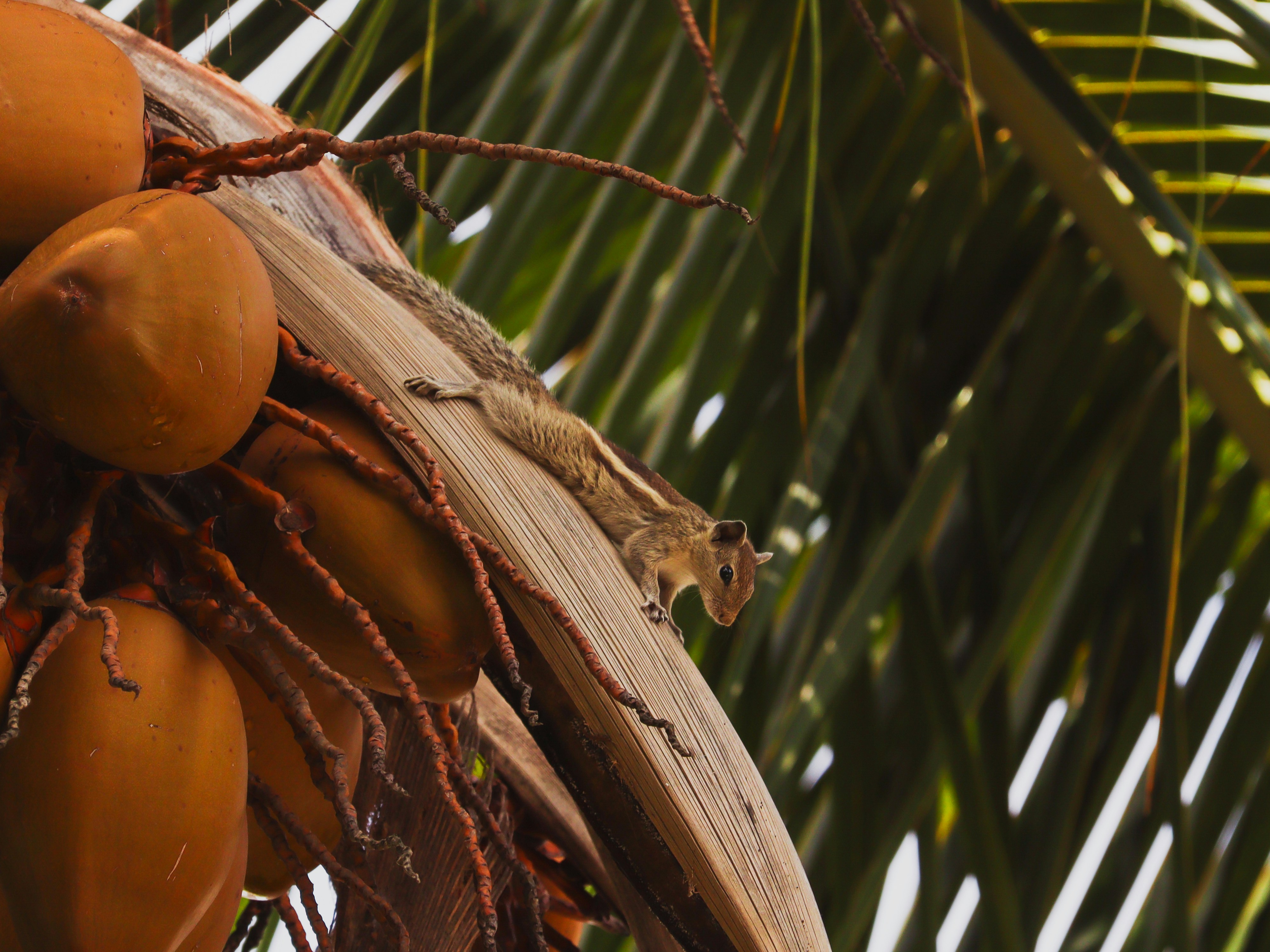 Photo by mariyan_rajesh