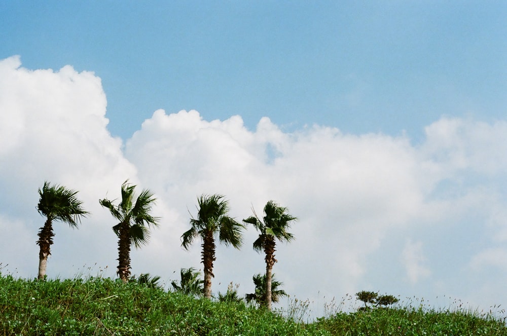 a group of palm trees on a sunny day