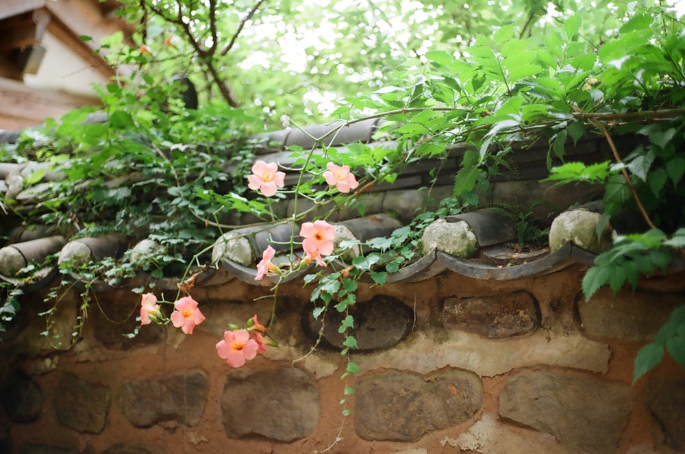 a brick wall with pink flowers growing on it