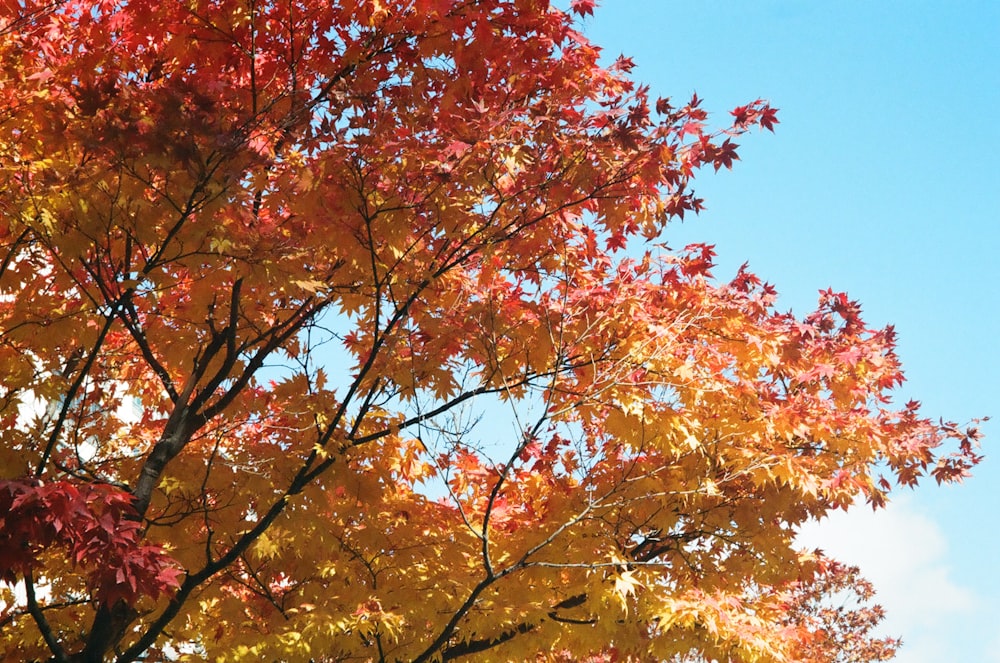 a tree with orange and yellow leaves on it