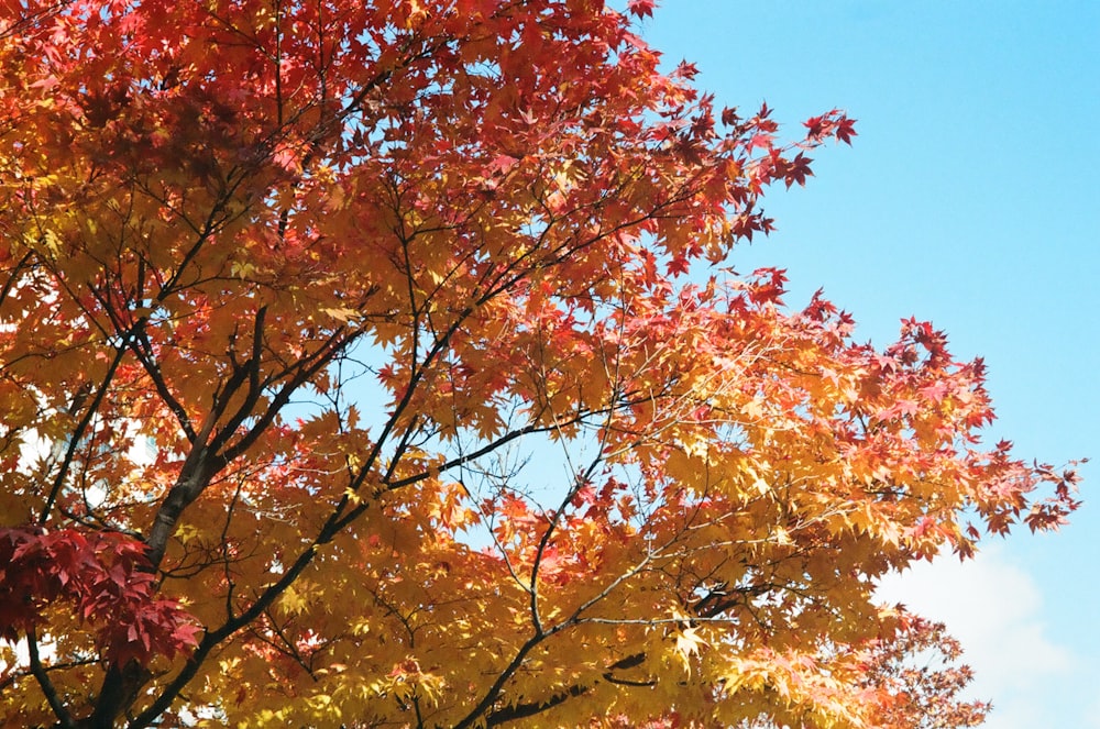 un albero con foglie arancioni e gialle su di esso