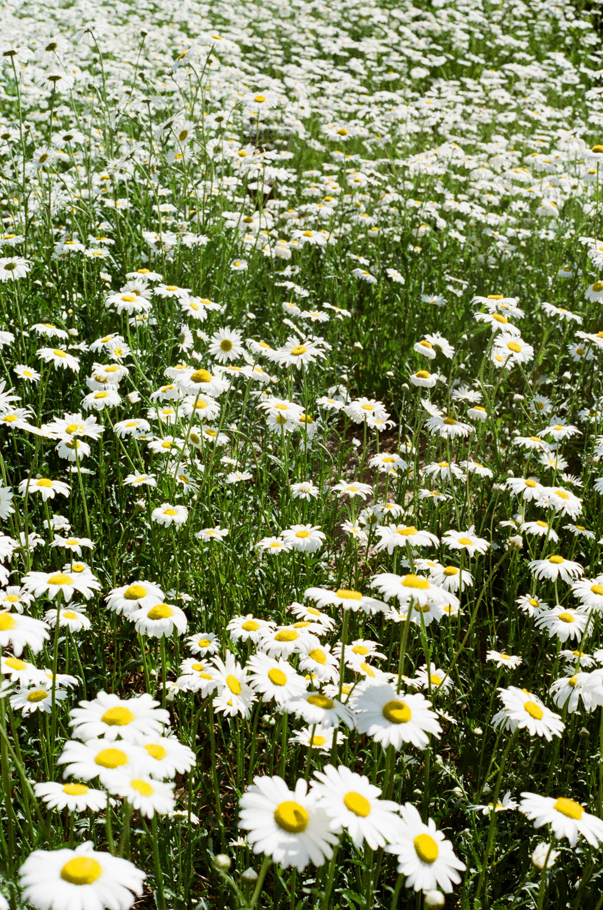 Photo by finn_staygold