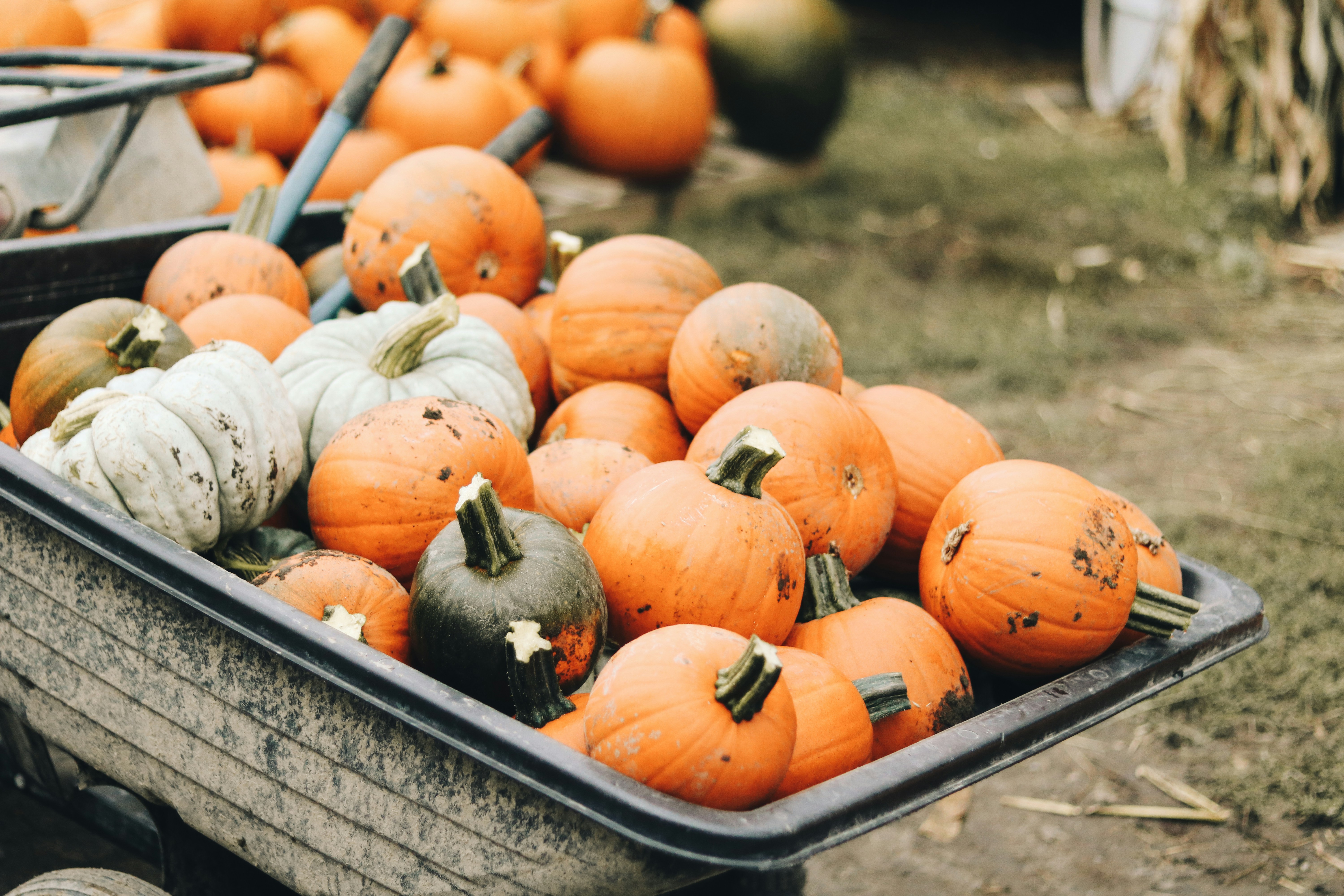 Photo by alyssastothart