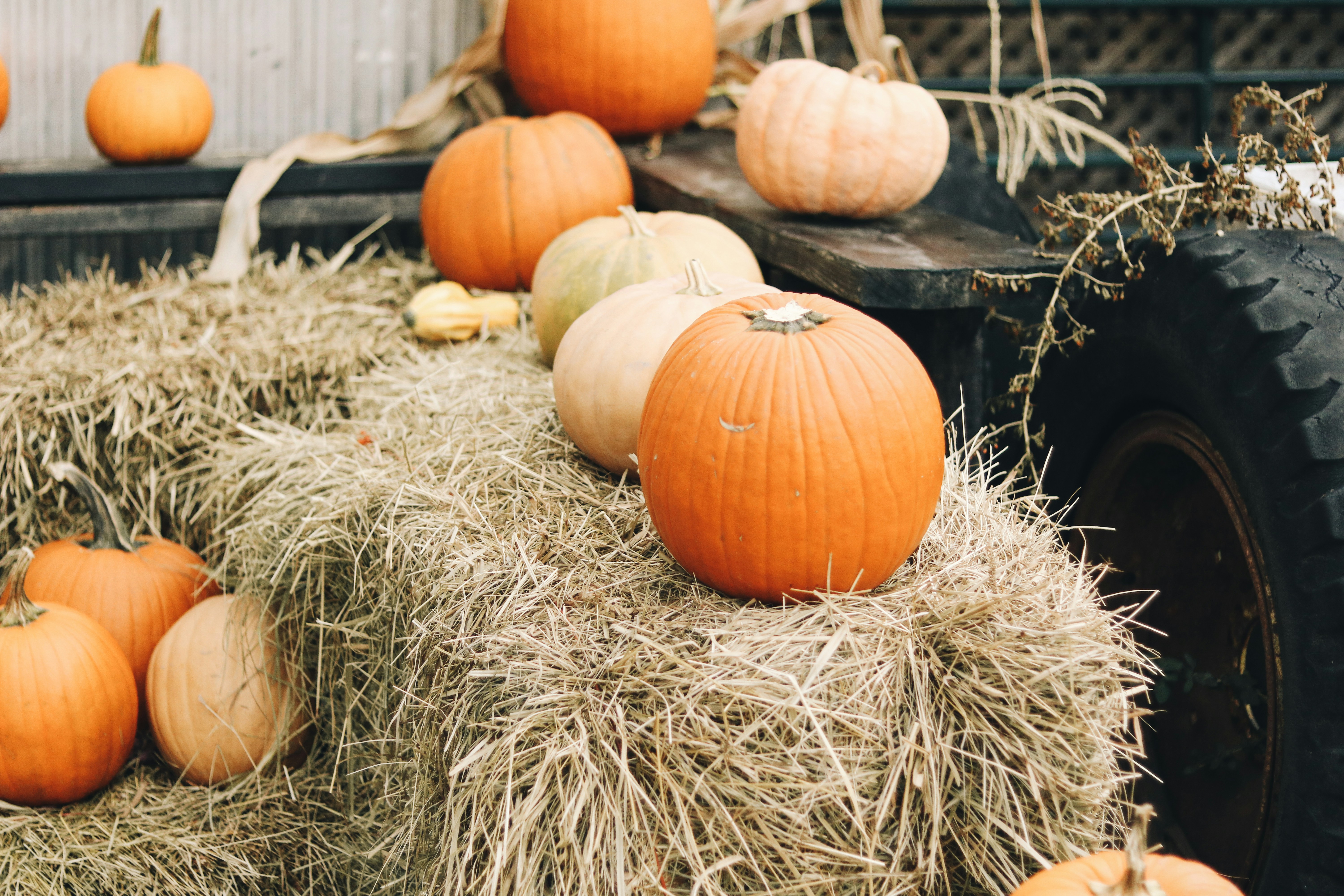 Photo by alyssastothart