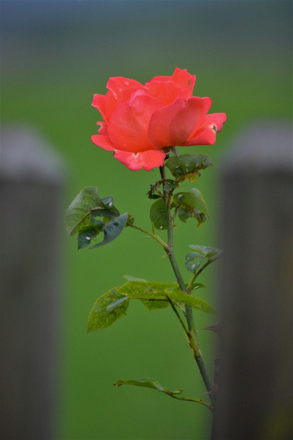 a single red rose sitting on top of a wooden fence