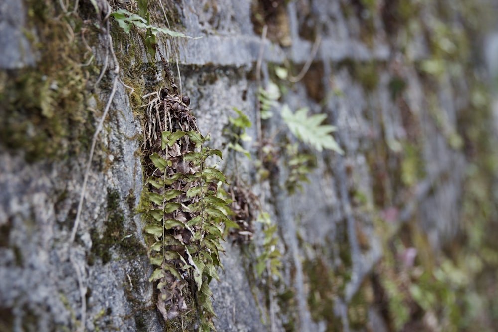 a stone wall covered in green plants and vines