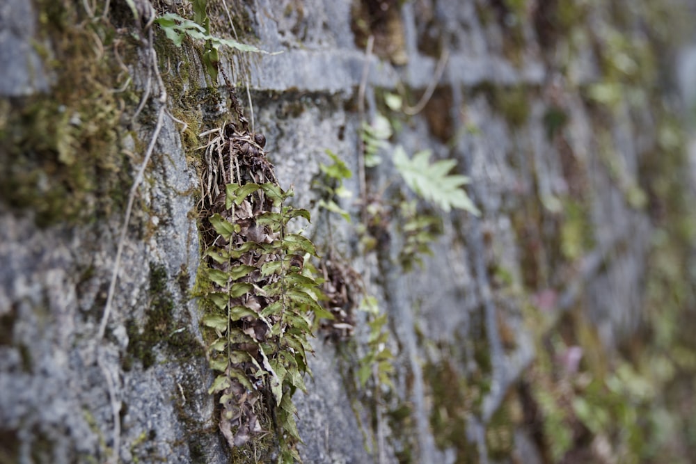 緑の植物やブドウの木で覆われた石垣