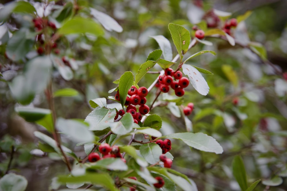 berries are growing on the branches of a tree