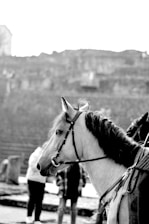 A side profile of a horse in a harness with a blurred background featuring stone structures and a few people. The focus is on the horse's head, capturing details like its mane and bridle.
