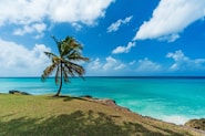 a palm tree on a hill overlooking the ocean