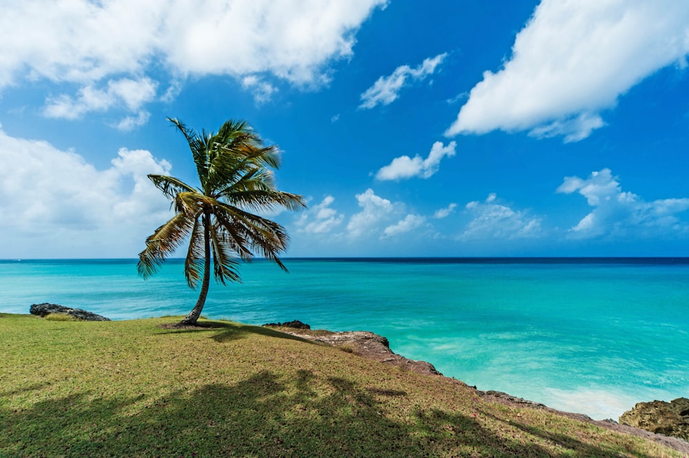 uma palmeira em uma colina com vista para o oceano