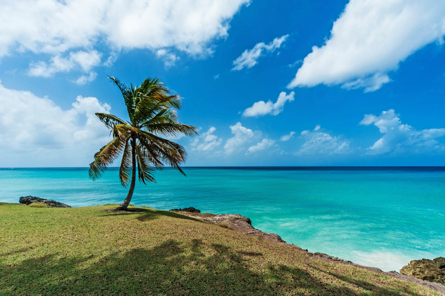A lone palm above clear turquoise water on the Barbados coast