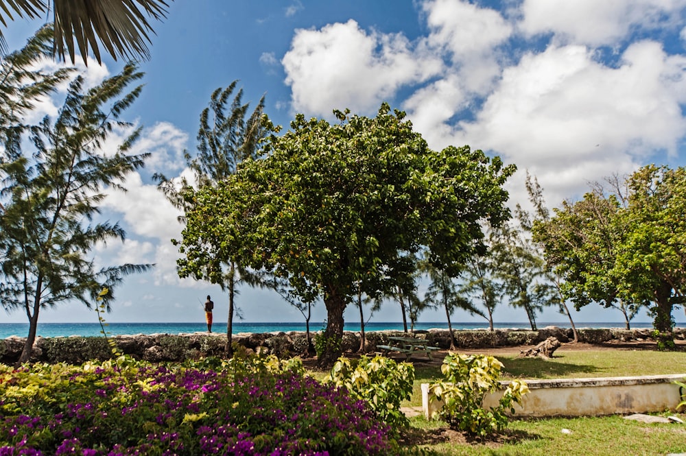 a man standing in the shade of a tree near the ocean