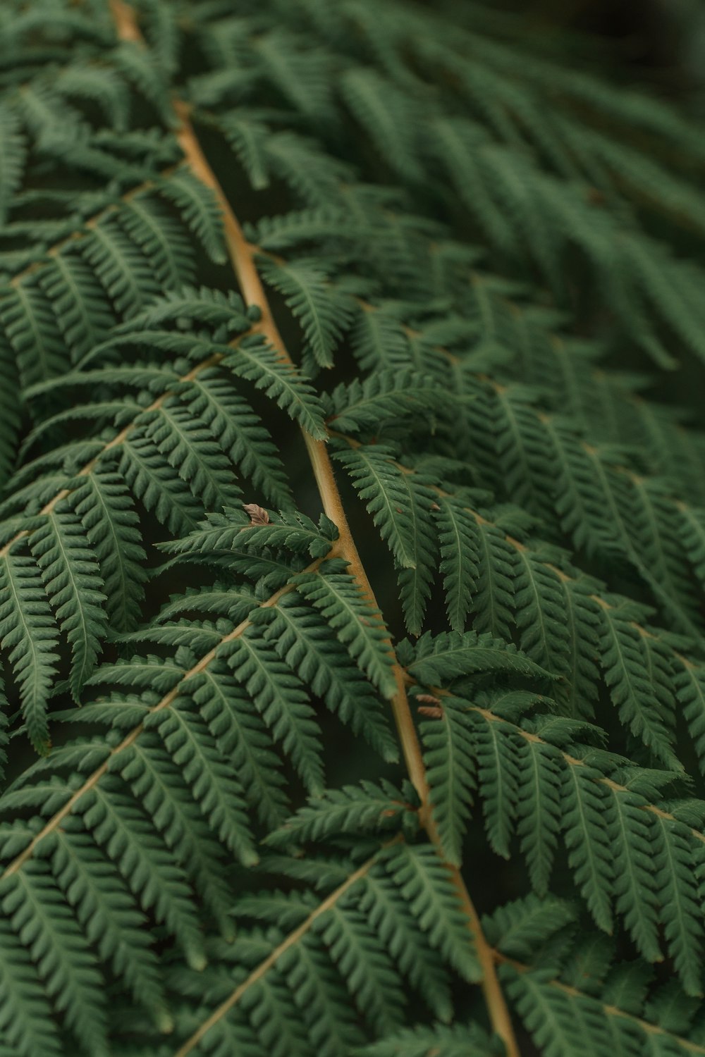 a close up view of a green leaf