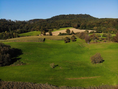 Rolling hills in the Baltic countryside under a clear blue sky, dotted with restored forest patches.