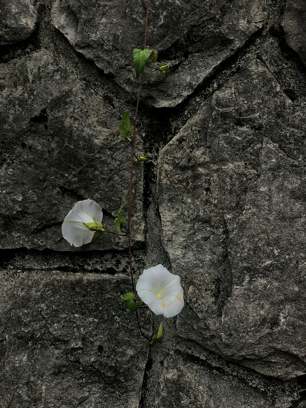 two white flowers growing out of a crack in a rock wall
