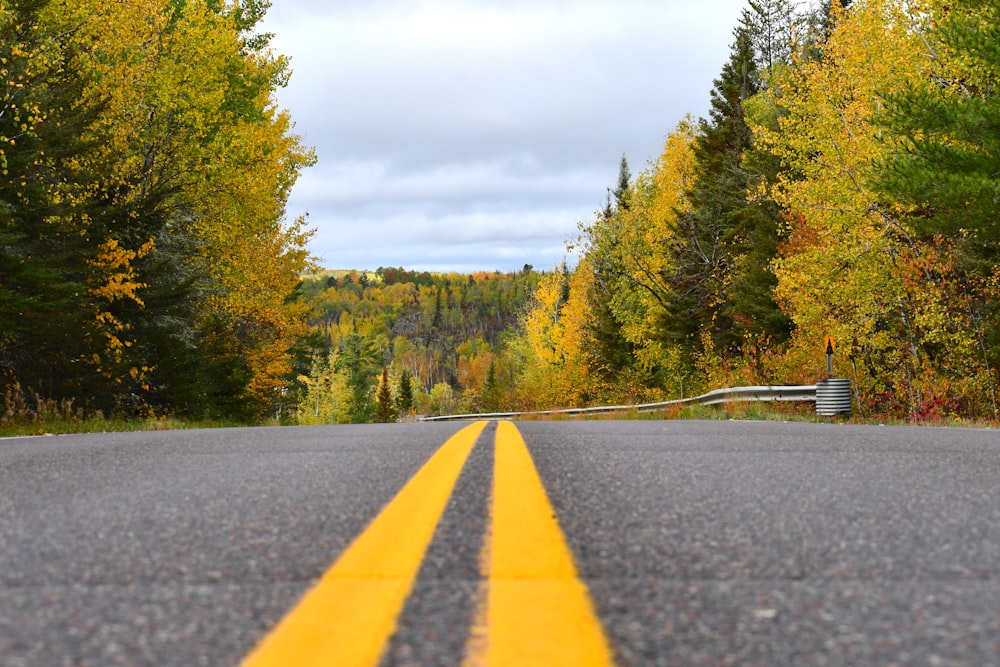 a yellow line on a road in the middle of a forest