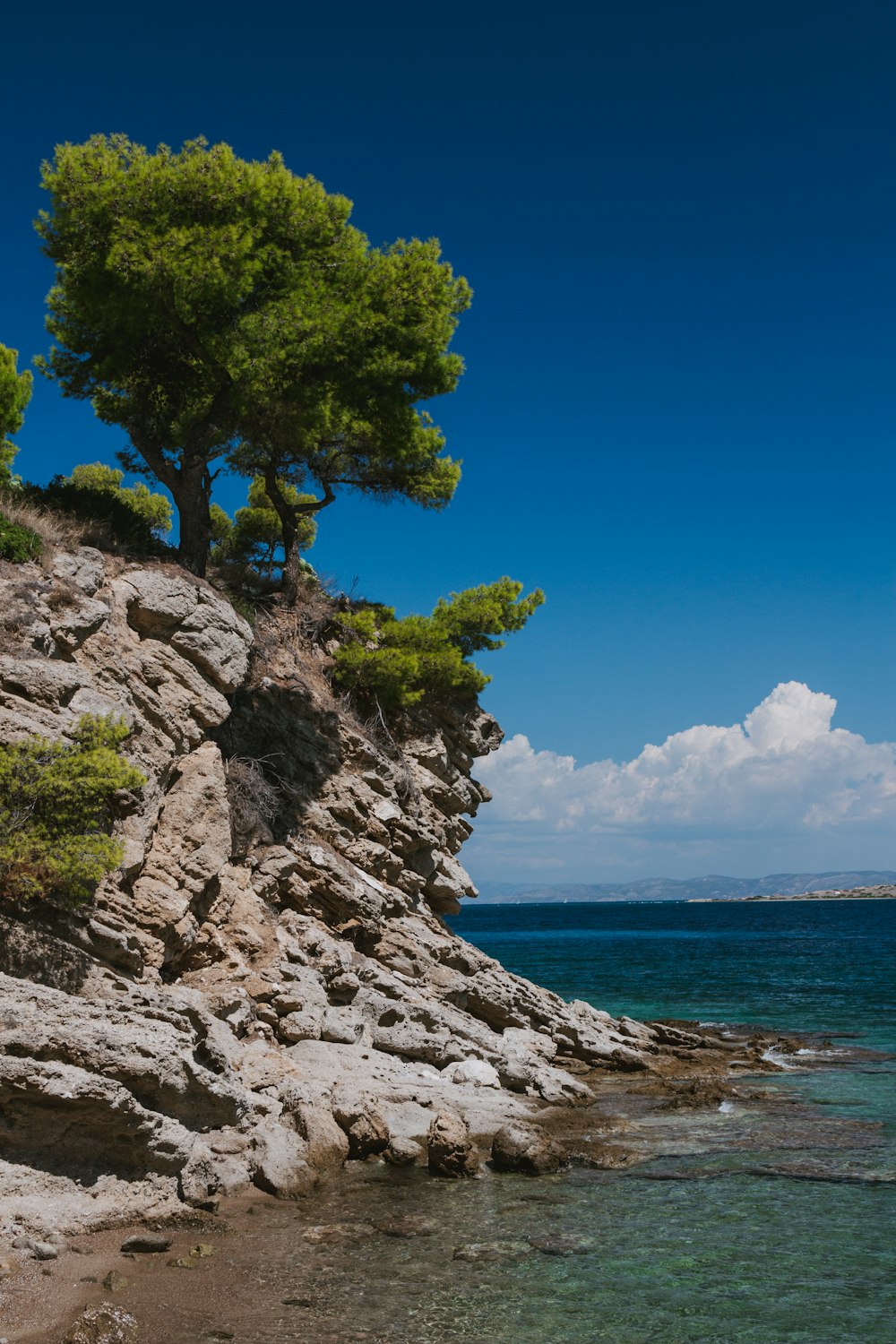 a lone tree on a rocky cliff by the ocean