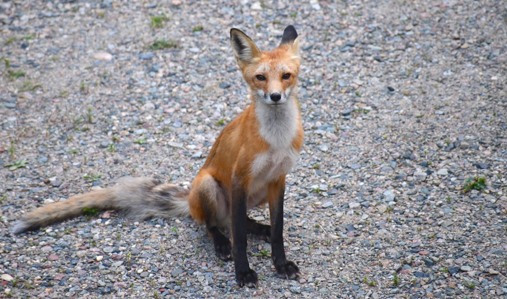 a red fox sitting on top of a gravel field