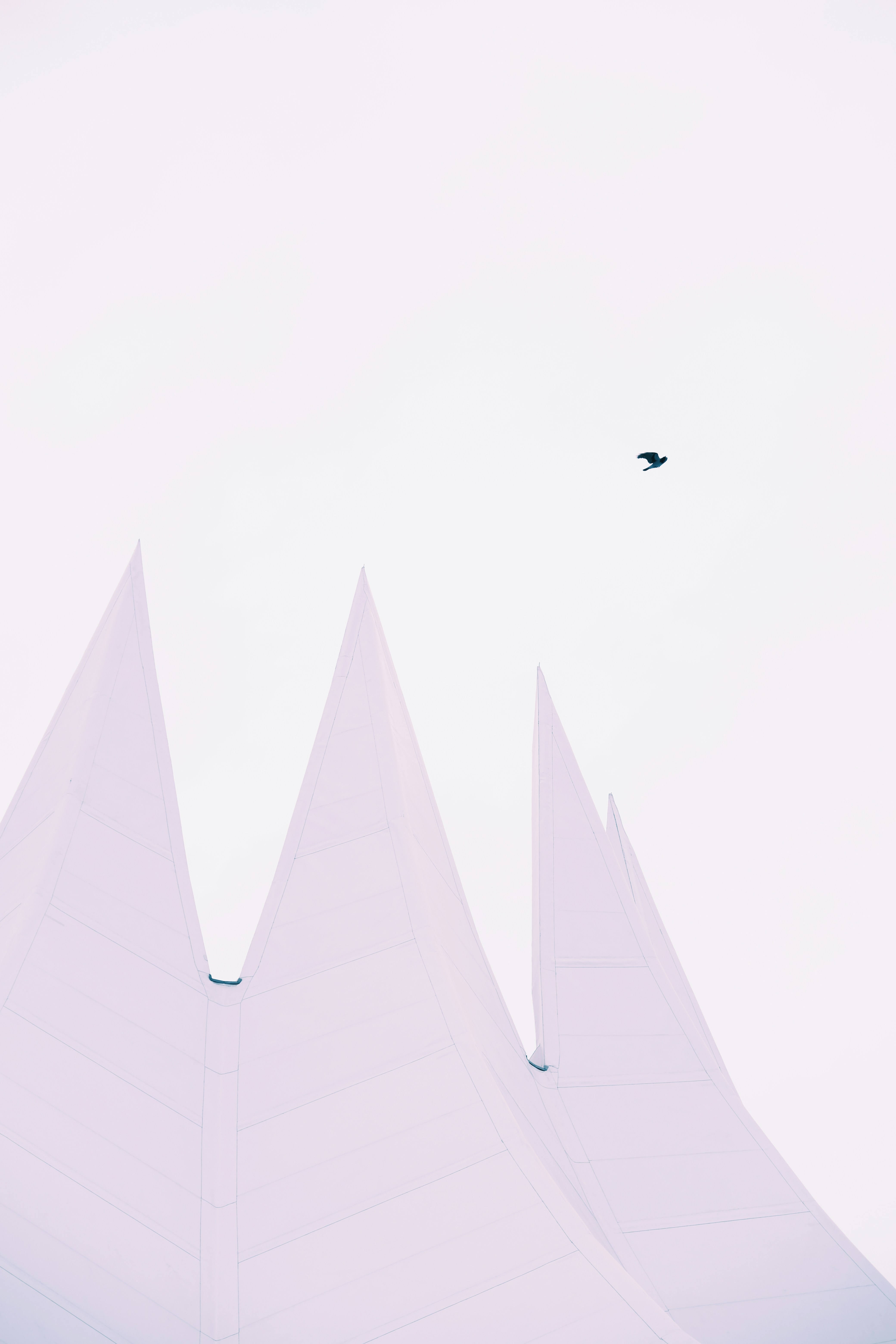 a bird flying in the sky