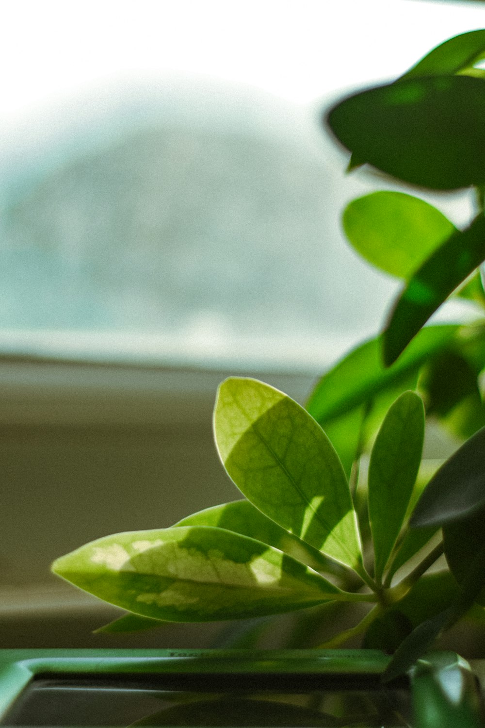a close up of a plant with a window in the background