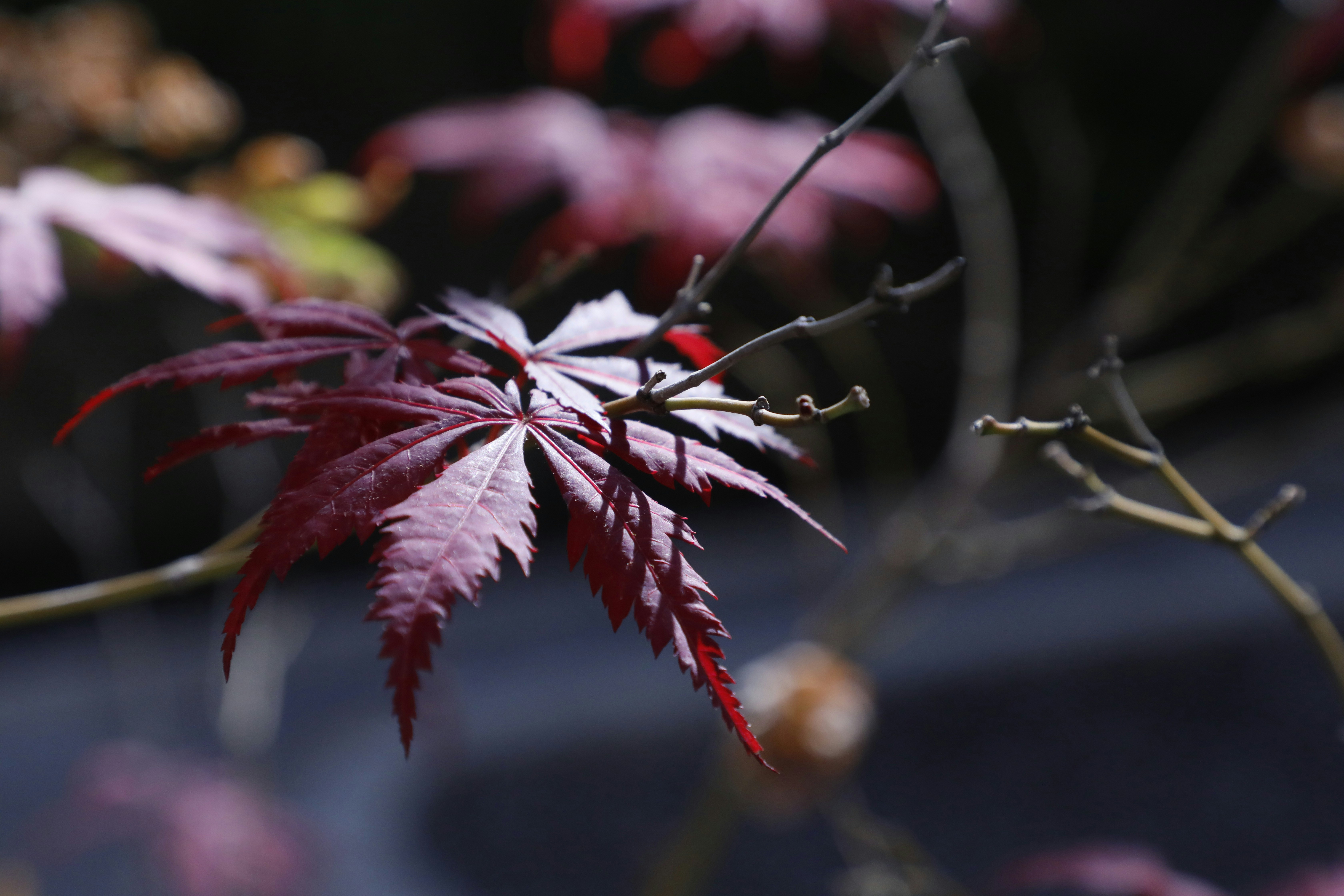 Photo by khadydemon7